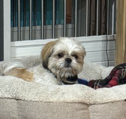 Scared Dog Meme Template