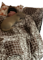 Fulheten and rat Meme Template