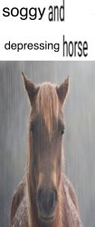 soggy and depressing horse Meme Template