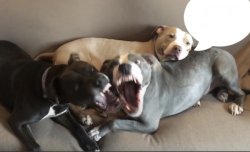 Chill Pittie Meme Template