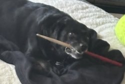 Bad Dog Meme Template