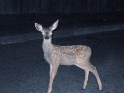 deer in headlights Meme Template