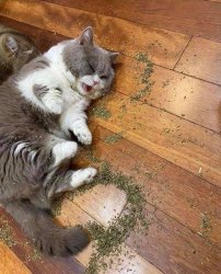 IHateCatnip Meme Template