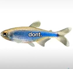 Dont fish Meme Template