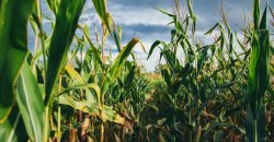 Holy cornfield Meme Template