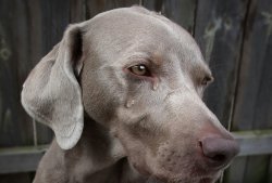 Crying Meme Template