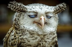 Owlgasm Meme Template