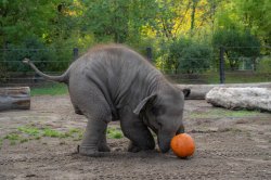 elephant pumpkin Meme Template