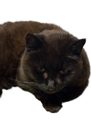 Mirris from Falkenberg Meme Template