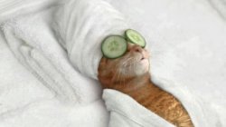 Milhøj Meme Template