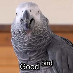 Apollo and Frens - Good^bird Meme Template