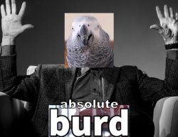 Apollo and Frens - Absolute Burd Meme Template