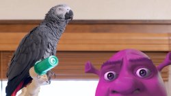 Apollo and Frens - Shrek (Color: Purple) Meme Template