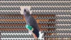 Apollo and Frens - AAAAA Meme Template