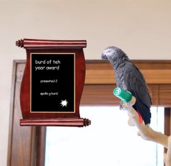 Apollo and Frens - Burd of teh Year Meme Template