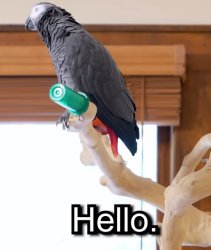 Apollo and Frens: "Hello." - Apollo G. Burd Meme Template
