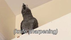 Apollo and Frens - Knife Sharpening Meme Template