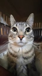 that cat from the thousand yard stare meme, clean Meme Template