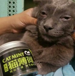 cool cat Meme Template