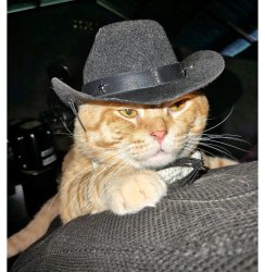 Cat in a cowboy hat Meme Template
