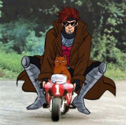 Gambit cat Meme Template