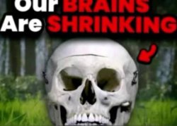 our brains are shrinking Meme Template
