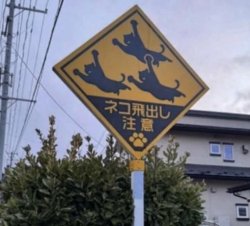 cat sign in Japan Meme Template