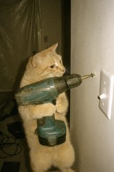 Drillcat Meme Template