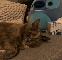 Introvert Kitty Meme Template