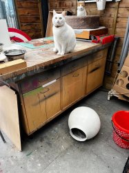 Papermache Meme Template