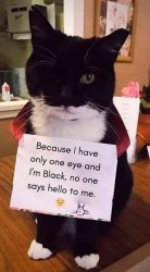 black cat Meme Template