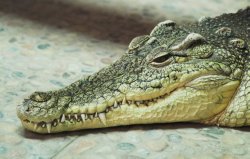 sad crocodile Meme Template