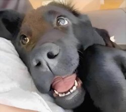 Chrisjoines1 Meme Template