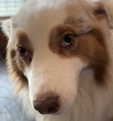 Flambo The Dog Meme Template