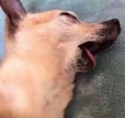 Sleeping Meme Template