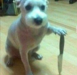dog knife Meme Template