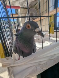 Did ya hear bird Meme Template