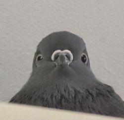 Pigeon facing forward Meme Template