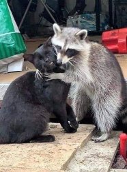 Racoon hugging cat Meme Template