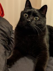 Sudden realisation cat Meme Template