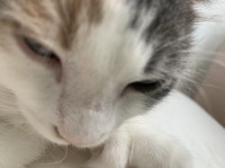 It’s too early Meme Template