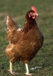 Chicken Meme Template