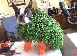 Chia Pet or Dog Wood Meme Template