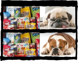 snap-dog Meme Template