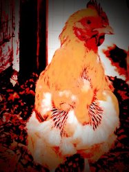 chicken man Meme Template