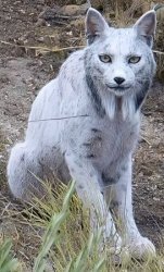 white lynx Meme Template