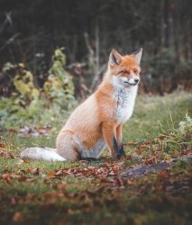 foxiefox Meme Template