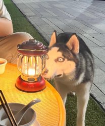 Husky stares at lamp Meme Template
