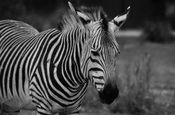 bad luck ehlers-danlos zebra Meme Template