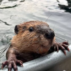 beaverposting Meme Template